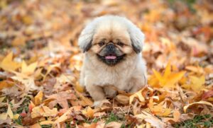 おすすめのマッチングアプリは20代にどれが人気？