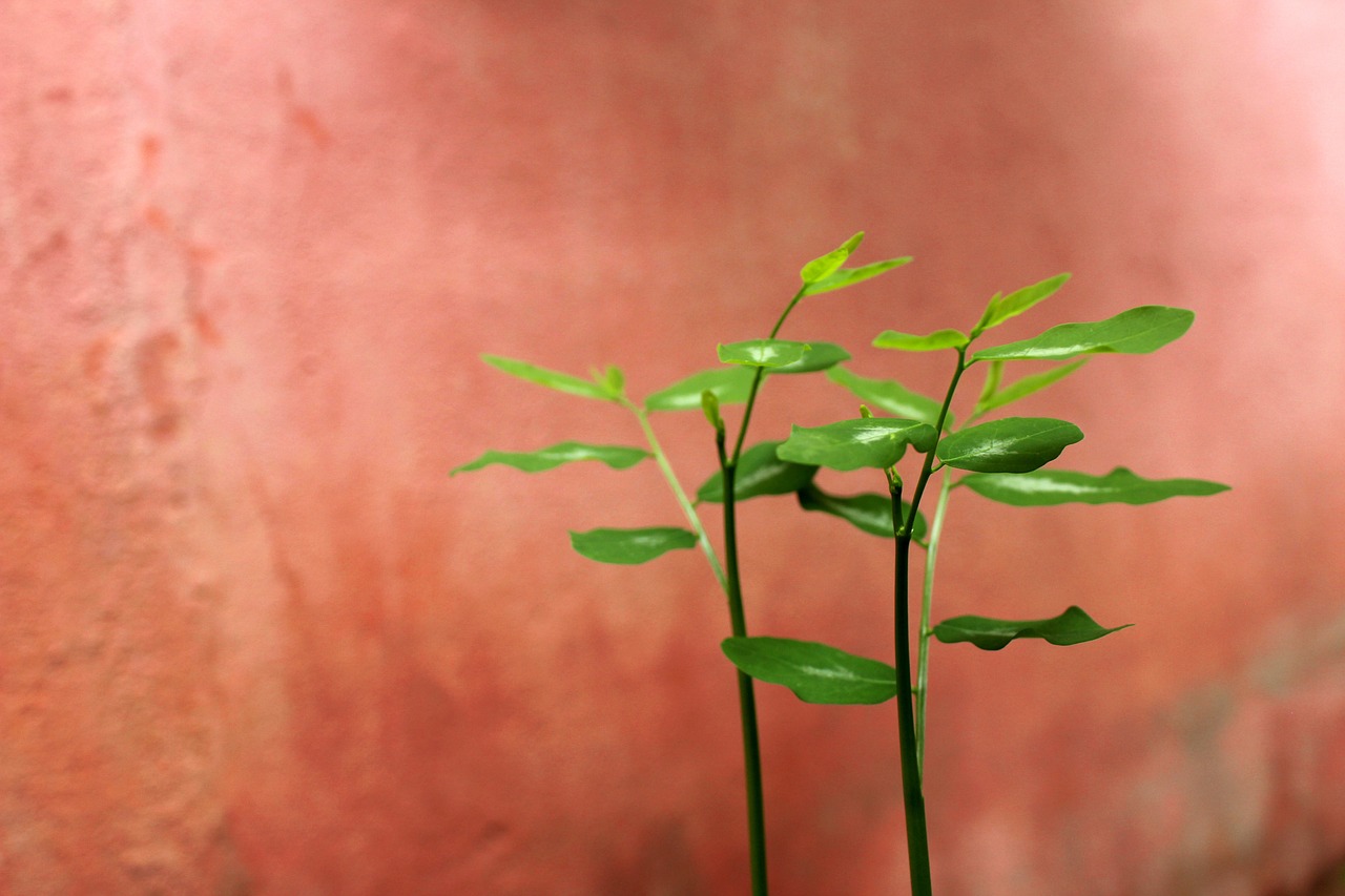 20代の恋活アプリを使った朝活デートのアイデアは？